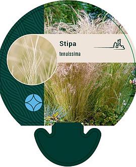 Stipa tenuissima Pot 9 cm