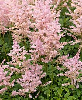 Astilbe (S) 'Sprite' Pot 9 cm