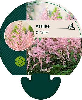 Astilbe (S) 'Sprite' Pot 9 cm