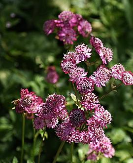 Astrantia maj. 'Claret' Pot 9 cm