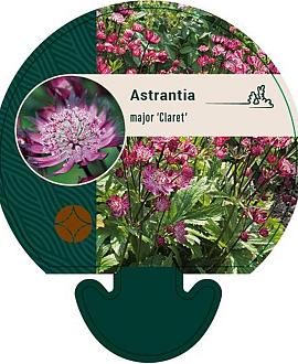 Astrantia maj. 'Claret' Pot 9 cm