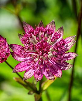 Astrantia maj. 'Primadonna' Pot 9 cm