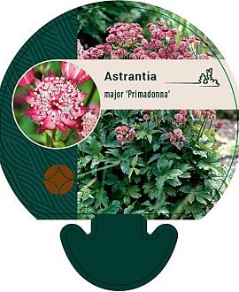 Astrantia maj. 'Primadonna' Pot 9 cm