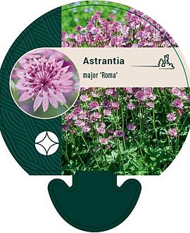 Astrantia maj. 'Roma' Pot 9 cm