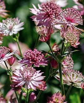 Astrantia maj. 'Roma' Pot 9 cm
