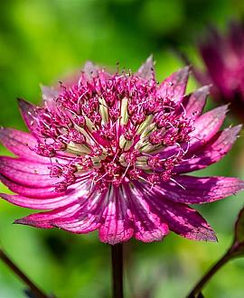 Astrantia maj. 'Ruby Wedding' Pot 9 cm