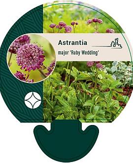 Astrantia maj. 'Ruby Wedding' Pot 9 cm