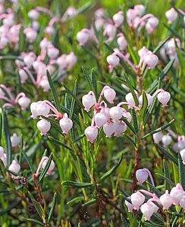 Andromeda polifolia 'Compacta' Pot 2 Liter