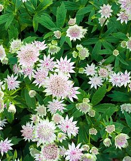 Astrantia maj. 'Shaggy' Pot 9 cm