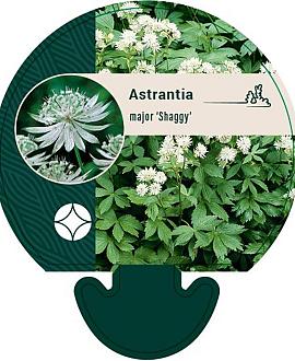 Astrantia maj. 'Shaggy' Pot 9 cm