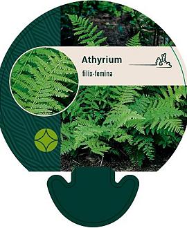 Athyrium filix-femina Pot 9 cm