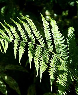 Athyrium filix-femina Pot 9 cm