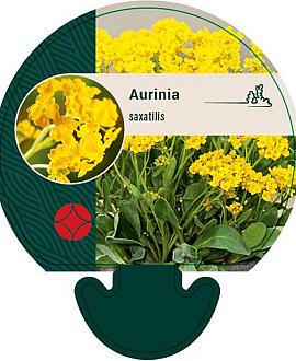 Aurinia saxatilis Pot 9 cm