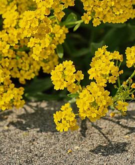 Aurinia saxatilis Pot 9 cm