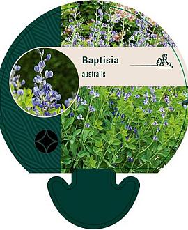 Baptisia australis Pot 9 cm