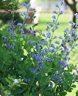 Baptisia australis Pot 9 cm