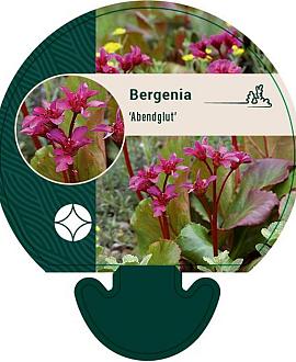 Bergenia 'Abendglut' Pot 9 cm