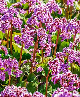 Bergenia 'Abendglut' Pot 9 cm