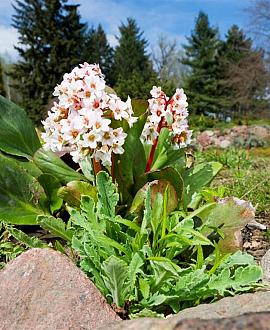 Bergenia 'Bressingham White' Pot 9 cm