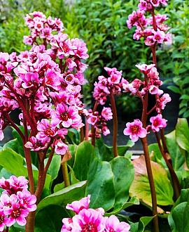 Bergenia cordifolia Pot 9 cm