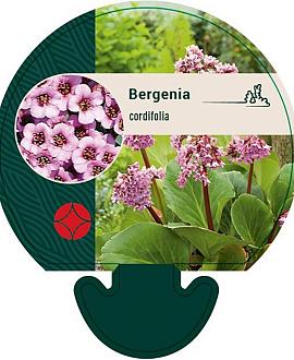 Bergenia cordifolia Pot 9 cm