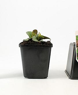 Bergenia cordifolia Pot 9 cm