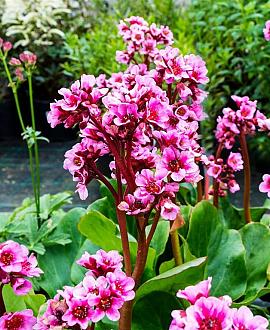 Bergenia 'Morgenröte' Pot 9 cm