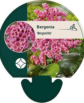 Bergenia 'Morgenröte' Pot 9 cm