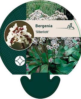 Bergenia 'Silberlicht' Pot 9 cm