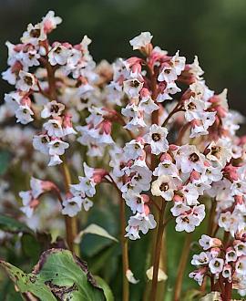Bergenia 'Silberlicht' Pot 9 cm