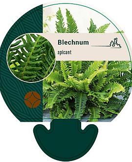 Blechnum spicant Pot 9 cm