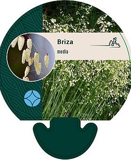 Briza media Pot 9 cm