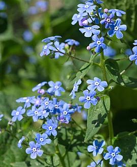 Brunnera macrophylla Pot 9 cm