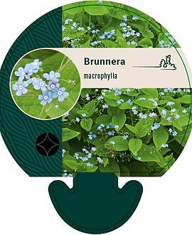 Brunnera macrophylla Pot 9 cm