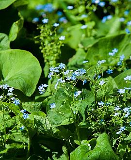 Brunnera macr. 'Jack Frost' Pot 9 cm
