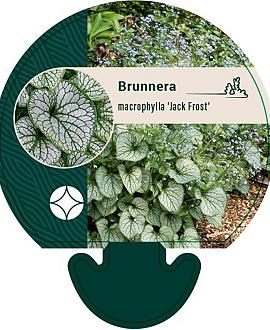 Brunnera macr. 'Jack Frost' Pot 9 cm
