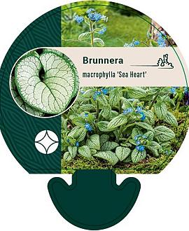 Brunnera macr. 'Sea Heart' Pot 9 cm