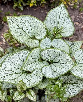 Brunnera macr. 'Sea Heart' Pot 9 cm