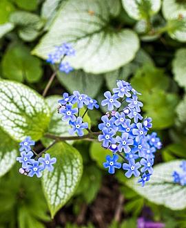 Brunnera macr. 'Variegata' Pot 9 cm