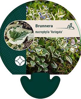Brunnera macr. 'Variegata' Pot 9 cm