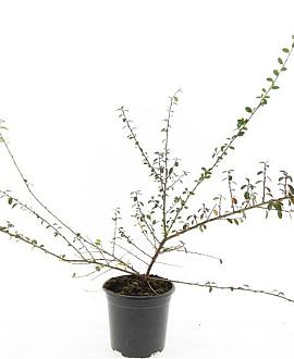 Cotoneaster suec. 'Coral Beauty' Pot 1,5 liter