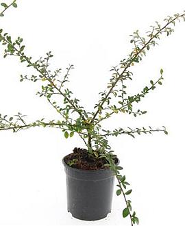 Cotoneaster suec. 'Coral Beauty' Pot 1,5 liter