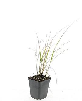 Calamagrostis acut. 'Karl Foerster' Pot 9 cm