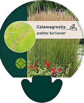 Calamagrostis acut. 'Karl Foerster' Pot 9 cm
