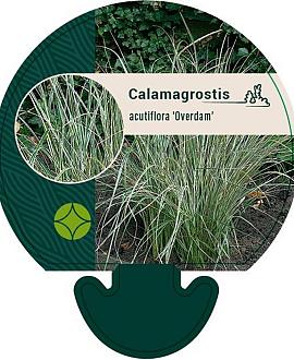 Calamagrostis acut. 'Overdam' Pot 9 cm