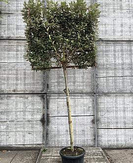 Elaeagnus ebb. 'Compacta' stam 150 cm Leivorm 120x120 (BxH)