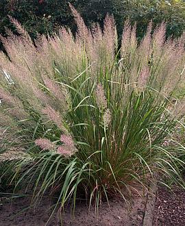 Calamagrostis brachytricha Pot 9 cm