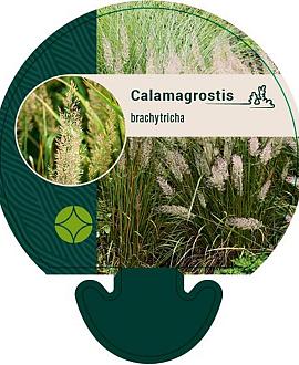 Calamagrostis brachytricha Pot 9 cm