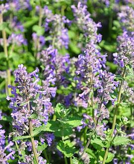 Calamintha n. 'Blue Cloud' Pot 9 cm