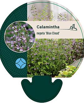 Calamintha n. 'Blue Cloud' Pot 9 cm